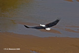 African Fish Eagle <i>(Haliaeetus vocifer)</i>