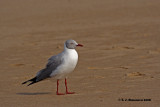 Grey-headed Gull <i>(Chroicocephalus cirrocephalus)</i>