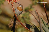 Gurneys Sugarbird <i>(Promerops gurneyi)</i>
