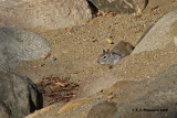 California Ground Squirrel <i>(Spermophilus beecheyi)</i>