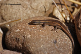 Montane Speckled Skink (Trachylepis punctatissima)