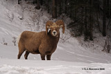 Bighorn Sheep <i>(Ovis canadensis)</i>