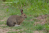 Snowshoe Hare <i>(Lepus americanus)</i>