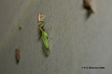 Green Mantidfly <i>(Zeugomantispa minuta)</i>