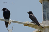 Purple Martin <i>(Progne subis)</i>