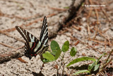 Zebra Swallowtail <i>(Eurytides marcellus)</i>