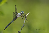 Great Blue Skimmer (Libellula vibrans)