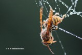 Giant hornet (Vespa crabo)