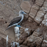 Blue-footed booby on Kicker Rock