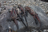 Marine iguanas