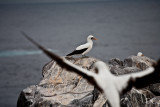 Nazca boobies