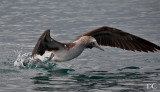 Blue-footed booby