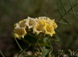 Yellow cordia flowers
