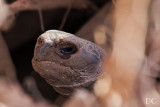 Young giant tortoise in commandeered land iguana burrow.