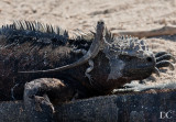 Lava lizard with marine iguana