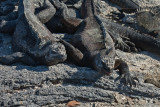 Marine iguanas