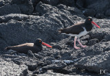 American oyster catchers