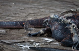 Finch with marine iguana