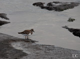 Ruddy turnstone, winter plumage