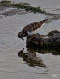 Ruddy turnstone