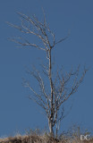 Palo santo tree