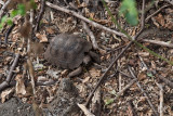 Baby giant tortoise