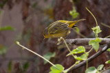 Yellow warbler