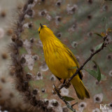 Yellow warbler