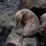 Sea lion