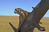 Cheetah sentry