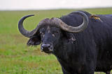 Buffalo with ox-pecker