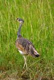 White-bellied bustard