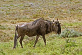 Solitary wildebeest