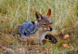 Jackal