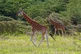 Rothschilds giraffes