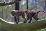 Young baboons