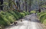 Baboon Alley