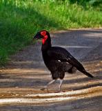 Ground hornbill