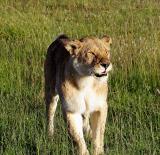 Lioness