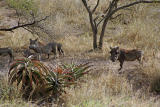 Warthogs