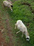Sheep-goats, Ndu