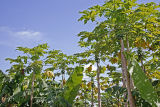 Papaya trees