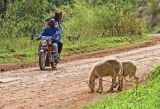 Roadside sheep, Kumbo