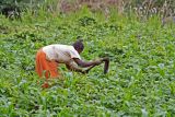Woman farming near Kumbo