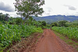 Side road near Ndop