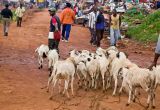 Taking sheep to market