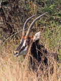 Sable antelope