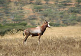 Blesbok