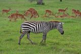 Zebra and impala