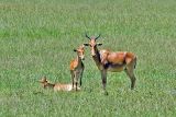 Hartebeest